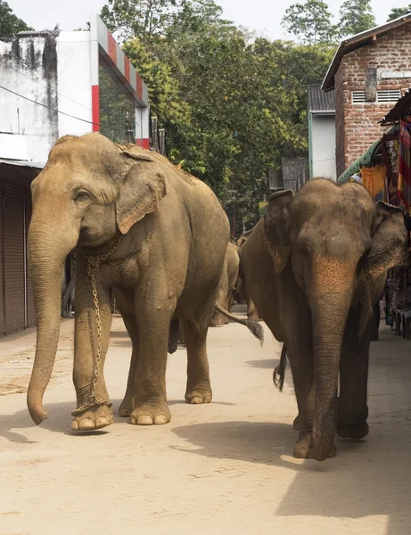 Elefantes en el srtreet —  Fotos de Stock