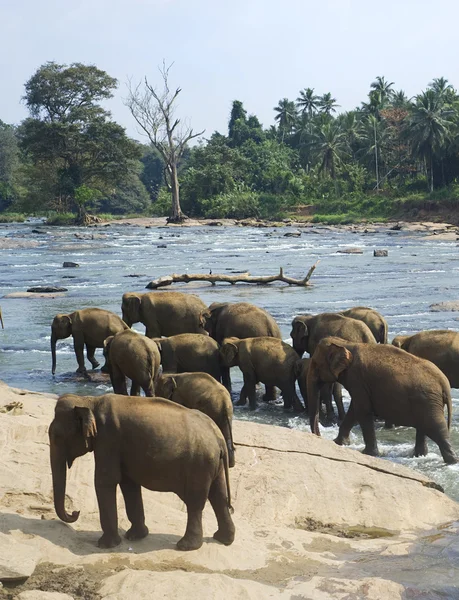 Słonie w kąpieliskach — Zdjęcie stockowe