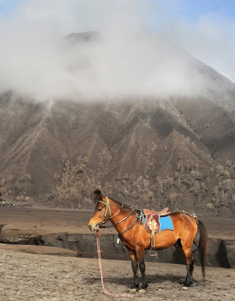 Horse near the mountain — Stock Photo, Image