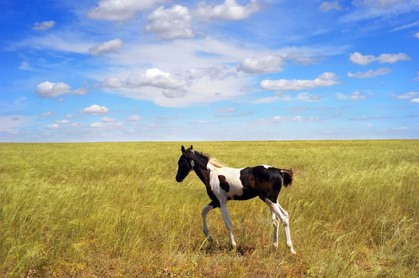 Foal in the field — Stock Photo, Image