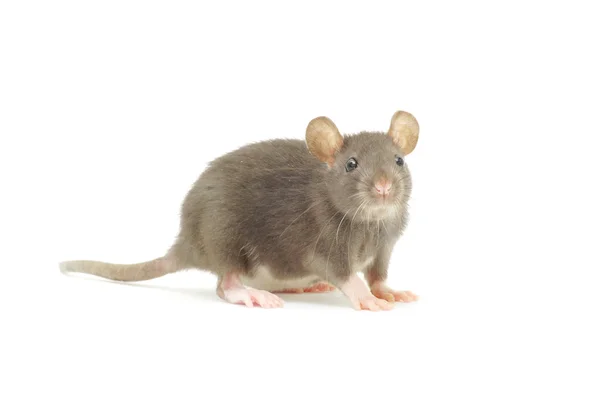 Rat sur blanc — Photo
