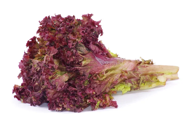 Beyaz bir salataya — Stok fotoğraf