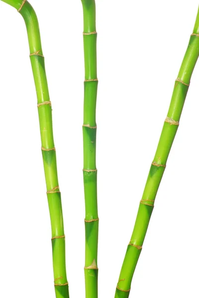 Bamboo green — Zdjęcie stockowe