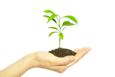 Plant on white clipart