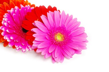 gerbera çiçek