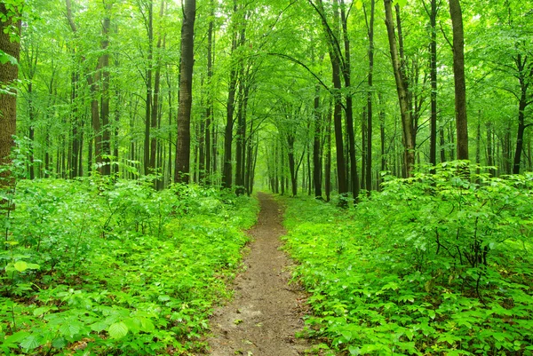 Grüner Wald — Stockfoto