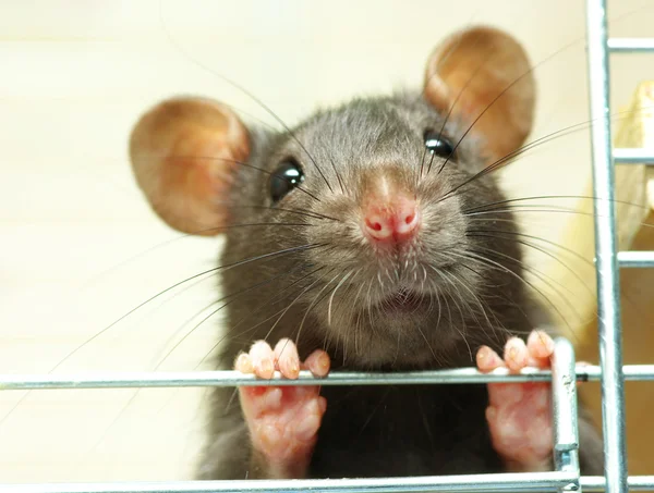 Funny rat — Stock Photo, Image