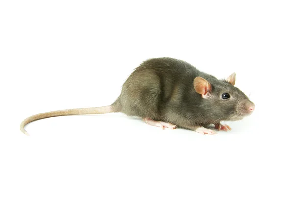 Rat op een wit — Stockfoto