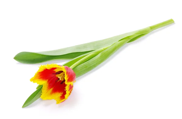 Tulipan na białym — Zdjęcie stockowe