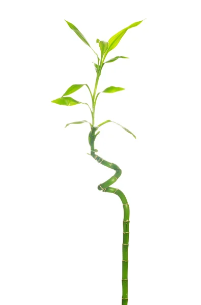 Bambù verde — Foto Stock