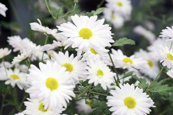 Vita blommor — Stockfoto