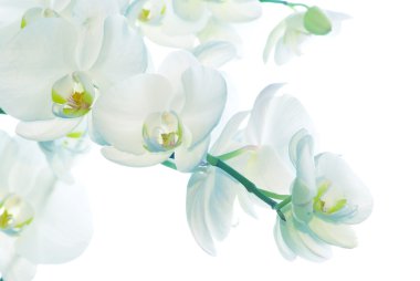 White orchid clipart