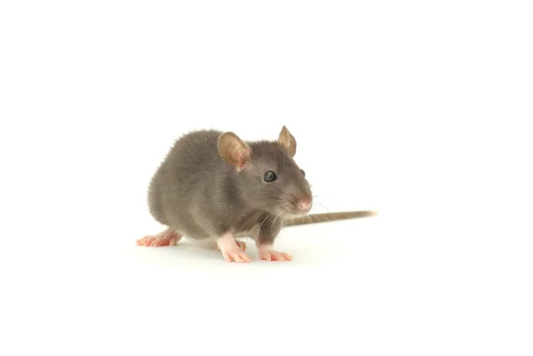 Grappige rat — Stockfoto