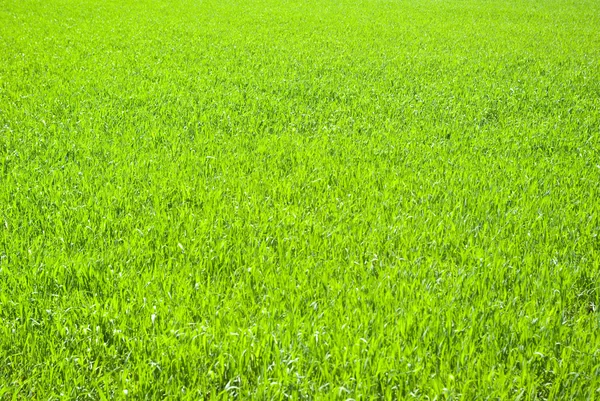 Tekstura trawy — Zdjęcie stockowe