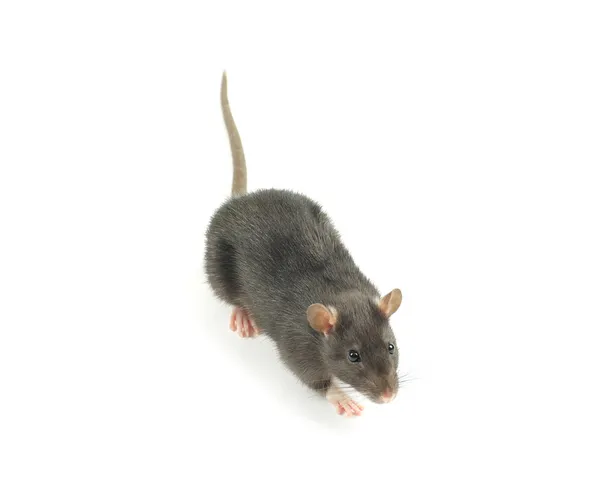 Rat på en vit — Stockfoto