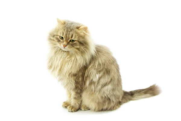 Cat on a white — Stock Photo, Image
