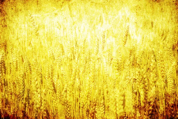 Trigo dorado — Foto de Stock