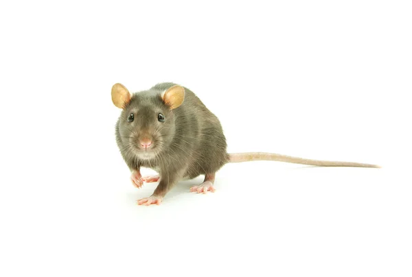 Rat op wit — Stockfoto