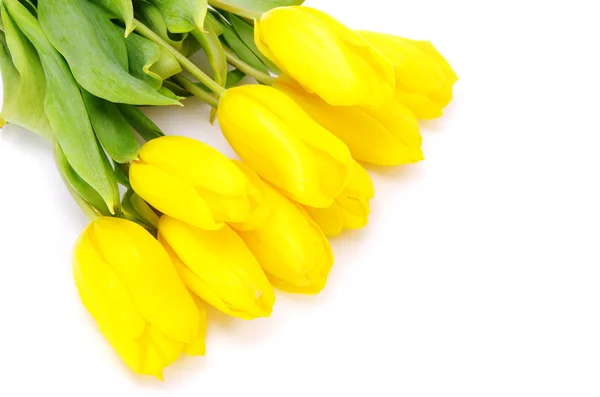 Жовті тюльпани — стокове фото