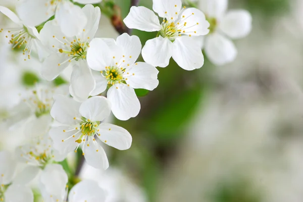 Cseresznye virág — Stock Fotó
