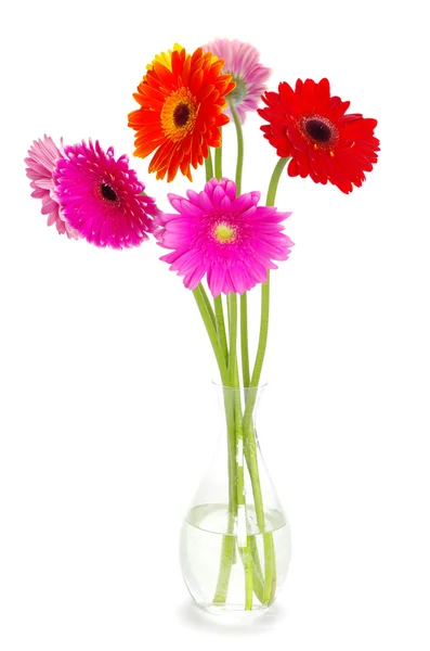 Barevné květy Gerber — Stock fotografie