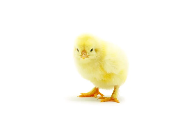 Pollo — Foto de Stock