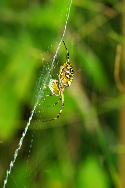 Павук на зелений — стокове фото