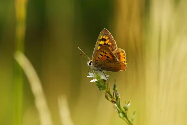 Butterfly on green — Stock Photo, Image