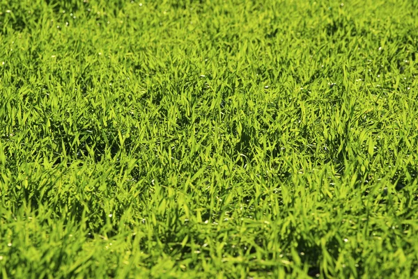 Vihreä nurmikko — kuvapankkivalokuva