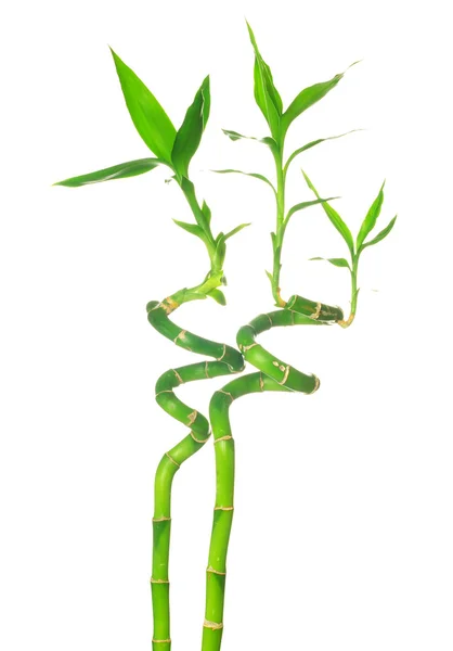 Bambú verde — Foto de Stock