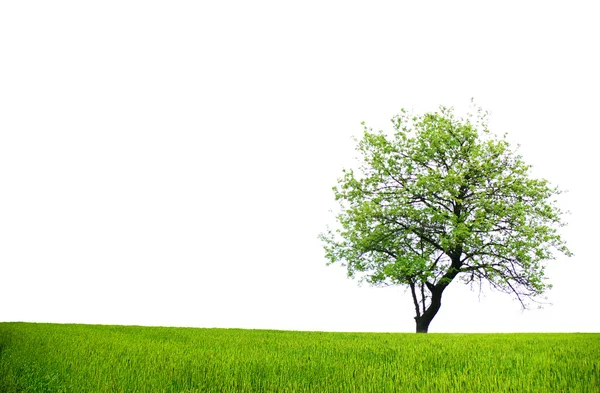 Beyaz ağacı — Stok fotoğraf