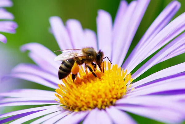 Λουλούδι και μέλισσα — Φωτογραφία Αρχείου