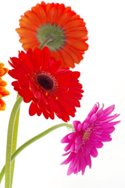 Colorful flowers gerberas