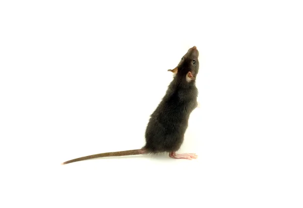 Ratte auf weiß — Stockfoto