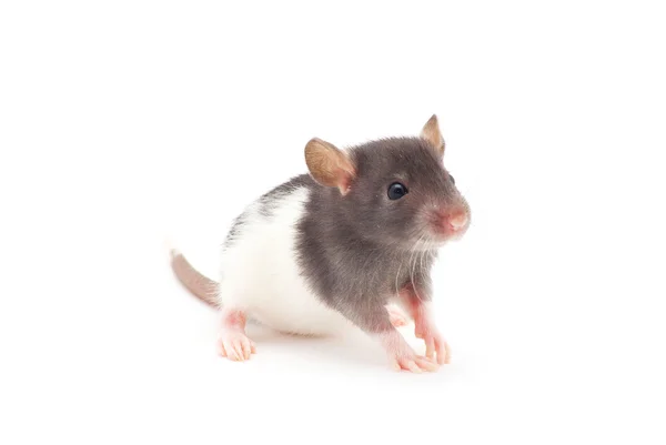 Крыса на белом — стоковое фото