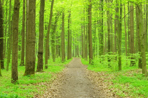 緑の森 — ストック写真