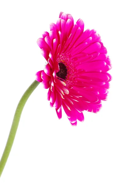 Rosa Gerbera Blume — Stockfoto