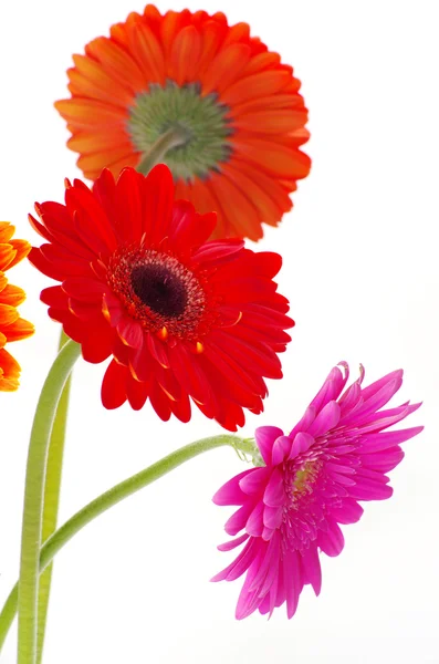 Ζωηρόχρωμα λουλούδια ζέρμπερες — Φωτογραφία Αρχείου