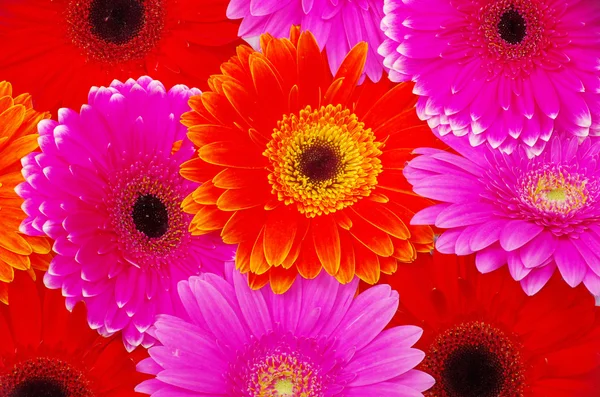 Gerbera fiore — Foto Stock
