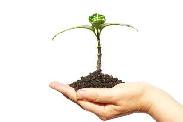 Plantera i hand — Stockfoto