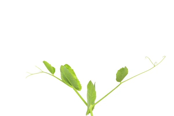 Pianta verde — Foto Stock