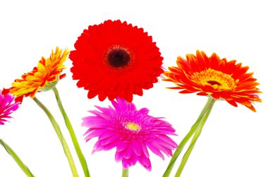 gerbera