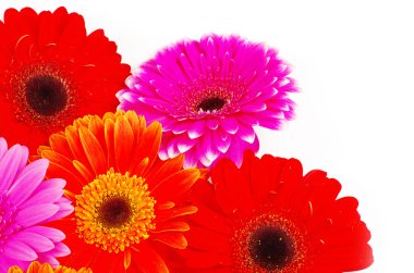 gerbera çiçek