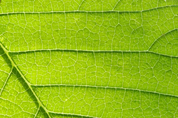 Struktura liścia — Zdjęcie stockowe