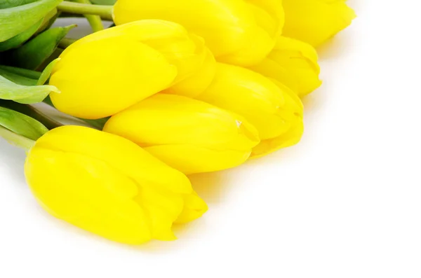 黄色郁金香 — 图库照片