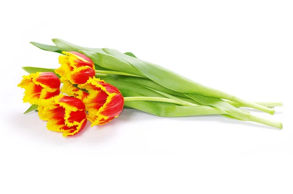 Tulipani su bianco — Foto Stock