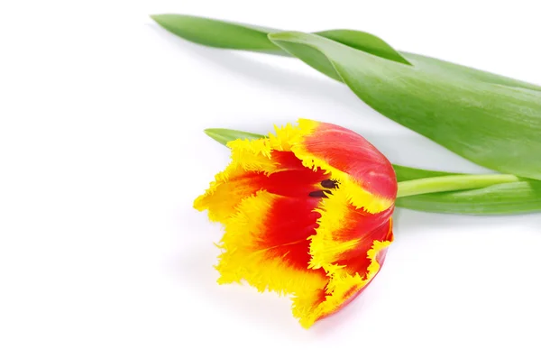 Tulip på en vit — Stockfoto
