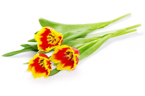 Żółte tulipany na biały — Zdjęcie stockowe