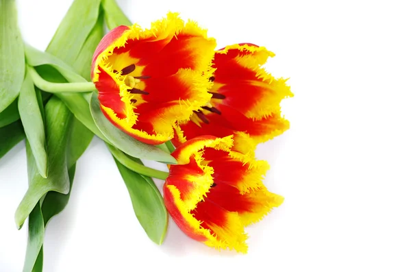 Tulipán sobre blanco —  Fotos de Stock