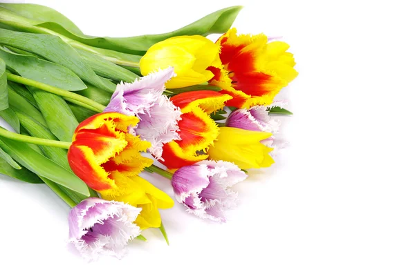 Kytice tulipány — Stock fotografie